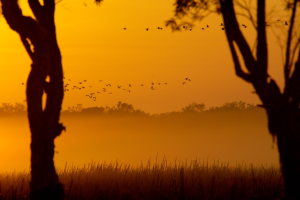 Australian Lodges - Bamurru Plains I